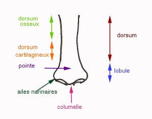 columelle nez