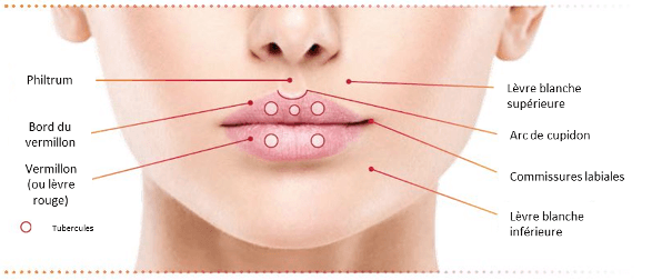 commissure des levres