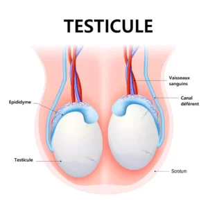 lifting testicules