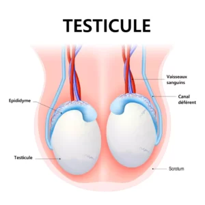 Lifting testicules tombants rajeunissement scrotum- Dr Abidi