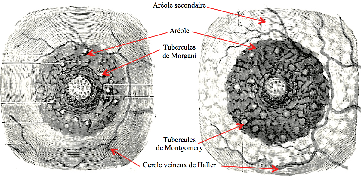 Réduction des glandes de Montgomery